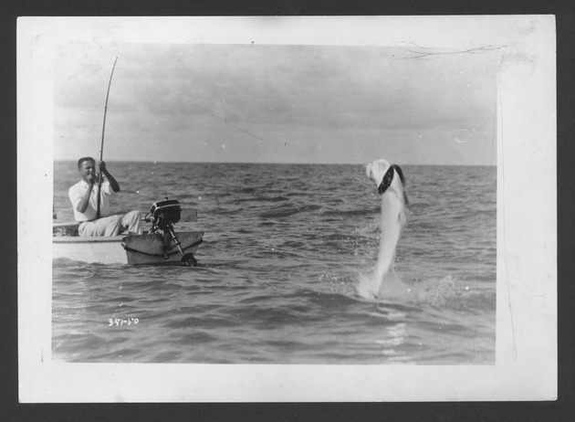 Photographs depicting fishing in the Everglades, 1929. - 1. Man reeling in a tarpon while seated in a small outboard boat. no. 351-50