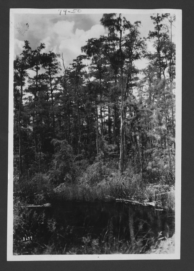 Photographs depicting Big Cypress Swamp and cypress trees, approximately 1928-1931 - 1. Cypress trees, before 1928. no. 79-50.