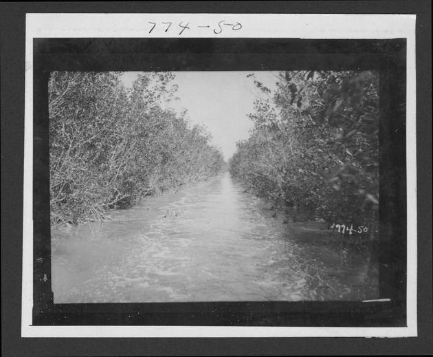 Photographs depicting trip to mounds on road to Cape Sable, February 13, 1932. - 1. Canal dug beside mound. no. 774-50.