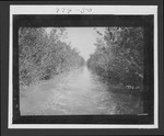 Photographs depicting trip to mounds on road to Cape Sable, February 13, 1932.