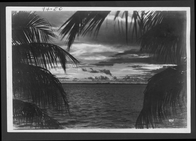 Photographs depicting palms in the Everglades, 1929. - 1. Sunset, probably on Florida Bay, with coconut palm fronds in foreground. Before 1928. no. 94-50.