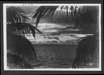 Photographs depicting palms in the Everglades, 1929.
