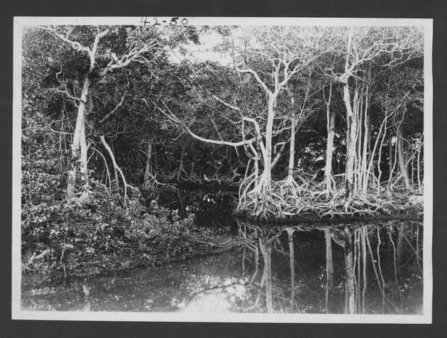 Photographs depicting mangroves in the Everglades, 1925-1929. - 1. Mangroves, May 18, 1925. no. 42-50.