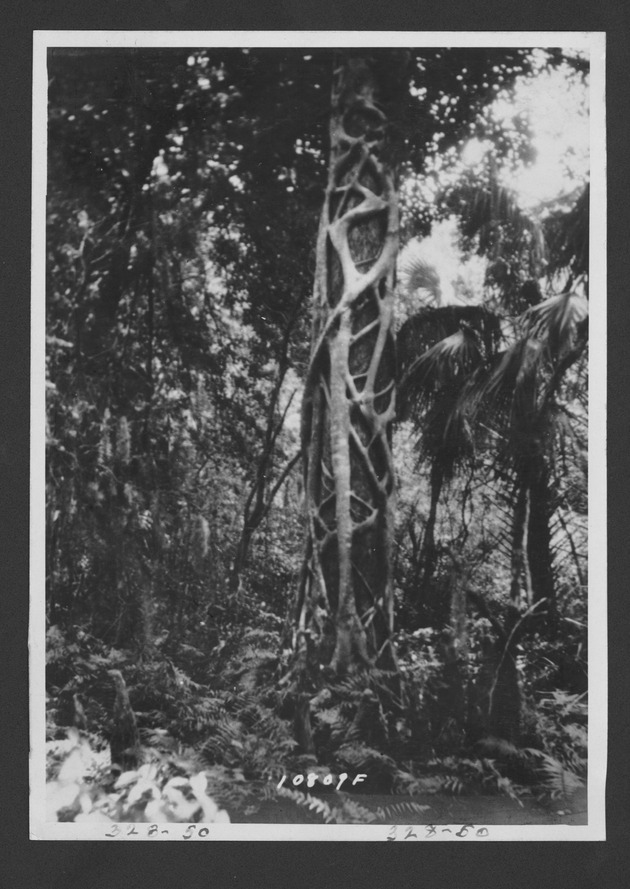 Photographs depicting strangler figs, 1929. - 1. Strangler fig surrounding trunk of tree. no. 328-50.