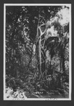 Photographs depicting strangler figs, 1929.