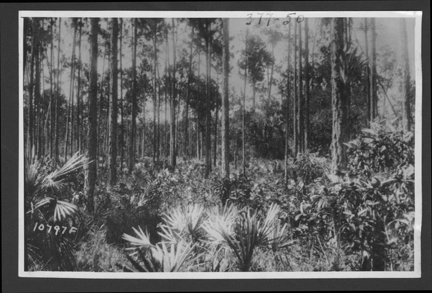 Photographs depicting pines and pinelands, 1929-1933? - 1. Pine woods, 1929. no. 377-50.