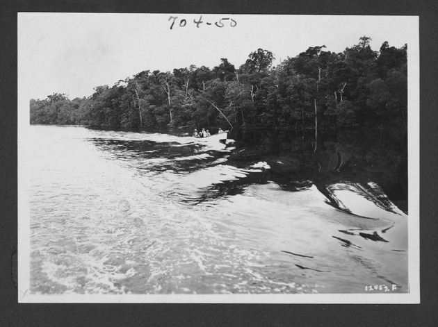 Photographs depicting a motorboat trip through the Ten Thousand Islands, approximately 1931 - 1. Motorboat by a forest. no. 704-50.