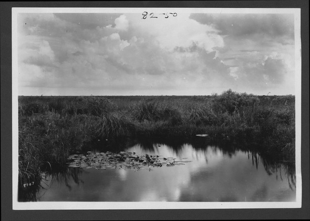 Photographs depicting plants in the Everglades, approximately 1921-1931 - 1. Pond in sawgrass marsh, before 1928. no. 82-50.