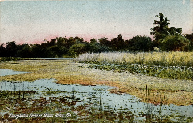 Everglades - Head of Miami River (Postcard) - Recto