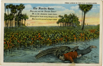 The Florida Gator