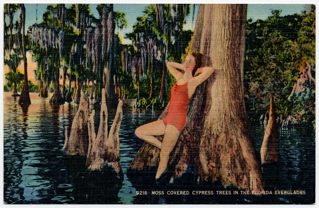 Moss Covered Cypress Trees in the Florida Everglades - Front