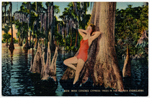 Moss Covered Cypress Trees in the Florida Everglades