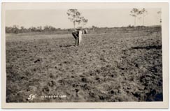 [1904/1920] Early South Florida landscape