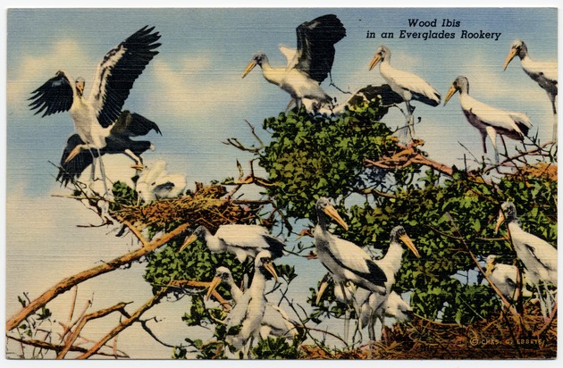 Wood Ibis in an Everglades Rookery - Front
