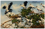 Wood Ibis in an Everglades Rookery