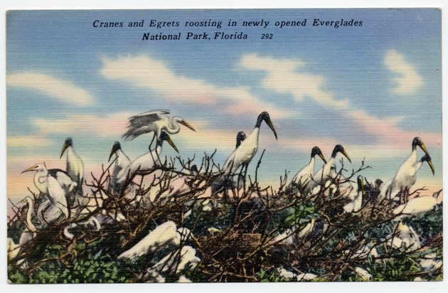 Cranes and Egrets roosting in newly opened Everglades National Park, Florida - Front