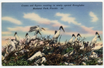 [1959] Cranes and Egrets roosting in newly opened Everglades National Park, Florida