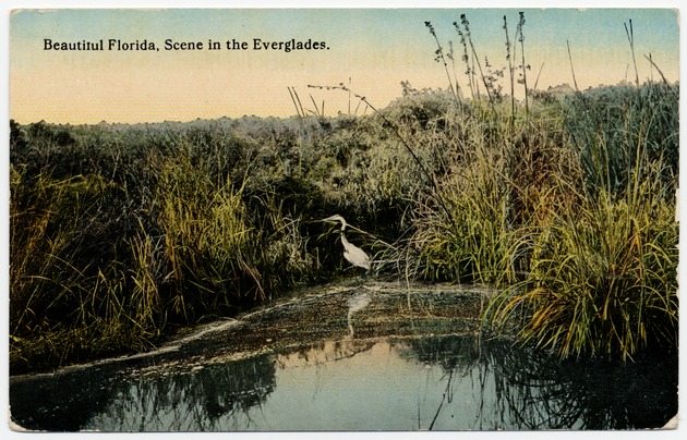 Beautiful Florida, Scene in the Everglades - Front