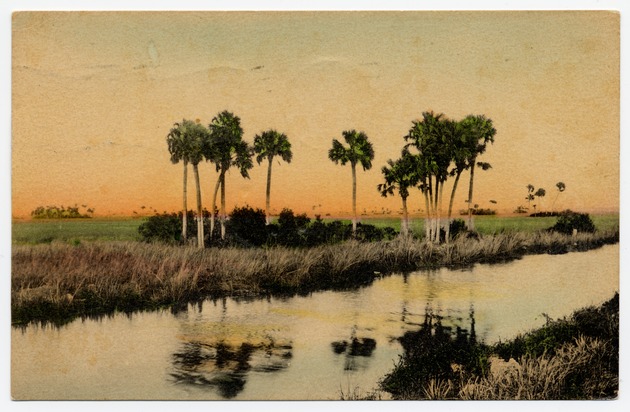 A Typical Scene in the Florida Everglades - Front