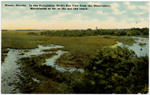 In the Everglades, bird's eye view from the observatory, marshlands as far as the eye can reach