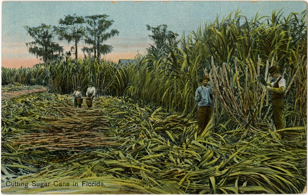 Cutting Sugar Cane in Florida - Front