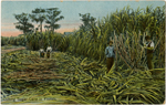 Cutting Sugar Cane in Florida