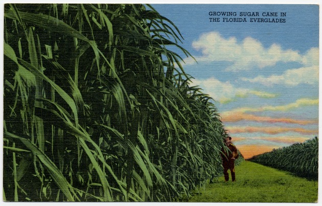 Growing Sugar Cane in the Florida Everglades - Front