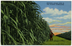 Growing Sugar Cane in the Florida Everglades
