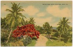 [1939] The old road at Royal Palm Park, Miami, Fla.