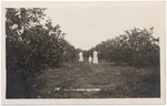 [1904/1920] Waldin's Grove near Miami