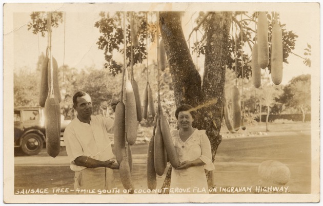 Sausage tree, 4 mile south of Coconut Grove Fla on Ingraham Highway - Front