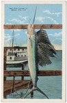 [1923] Sail fish caught at Miami, Fla.