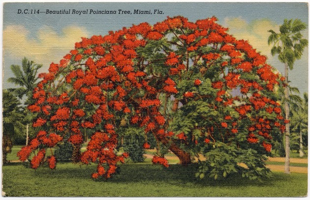 Beautiful Royal Poinciana Tree, Miami, Fla. - Front