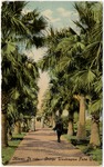 [1920/1929] George Washington Palm Walk