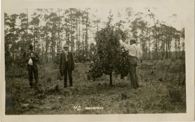 Early South Florida landscape: Grapefruit - Front