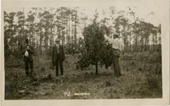 Early South Florida landscape: Grapefruit