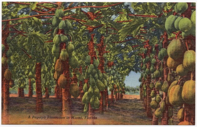 A papaya plantation in Miami, Florida - Front