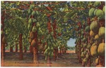 A papaya plantation in Miami, Florida