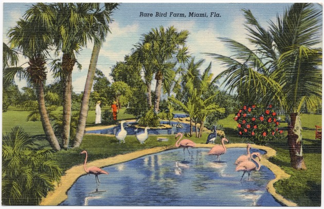 Rare bird farm, Miami, Fla - Front