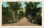 Palm Walk, Miami, Florida
