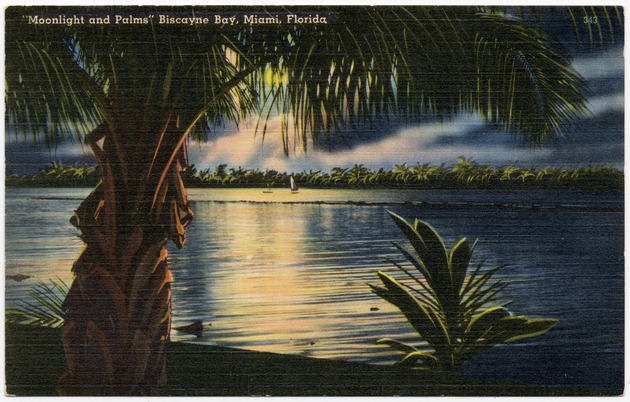 Moonlight and palms' Biscayne Bay, Miami, Florida - Front