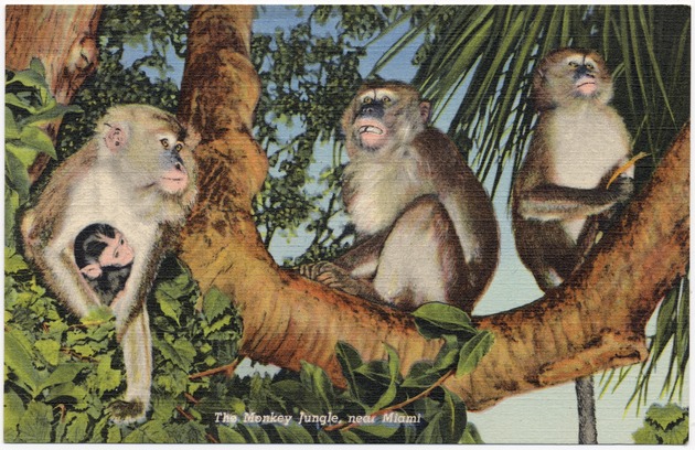 The Monkey Jungle, near Miami - Front