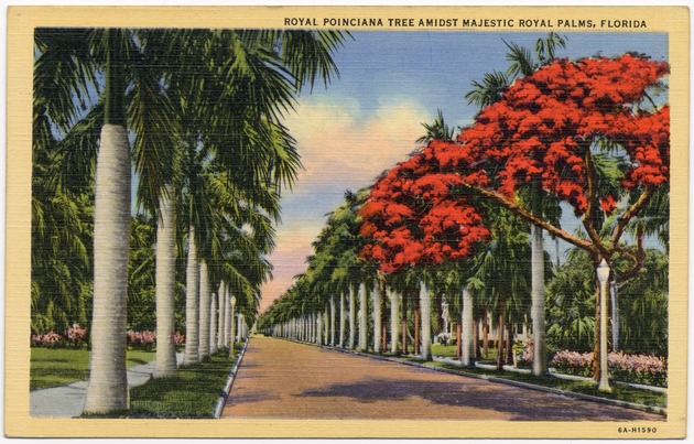 Royal Poinciana Tree admist majestic Royal Palms, Florida - Front
