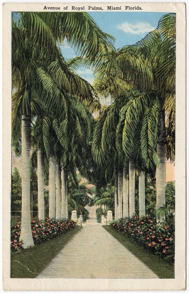 Avenue of royal palms, Miami Florida - Front