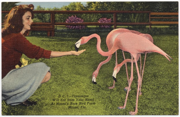 Flamingos will eat from your hand at Miami's Rare Bird Farm. Miami, Fla, - Front