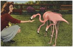 Flamingos will eat from your hand at Miami's Rare Bird Farm. Miami, Fla,