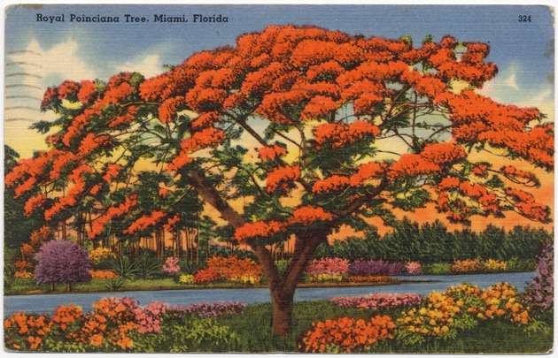 Royal Poinciana tree, Miami, Florida - Front