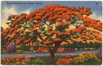 [1952] Royal Poinciana tree, Miami, Florida