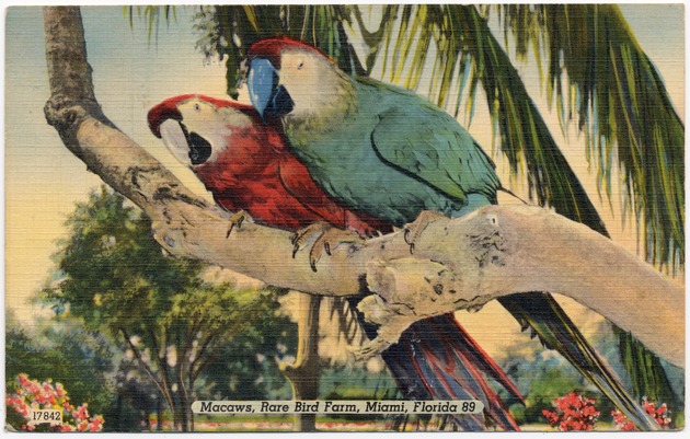 Macaws, Rare Bird Farm, Miami, Florida - Front