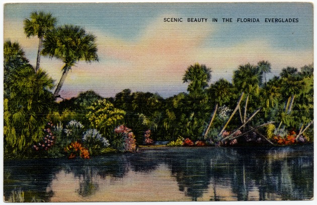 Scenic Beauty in the Florida Everglades - Front